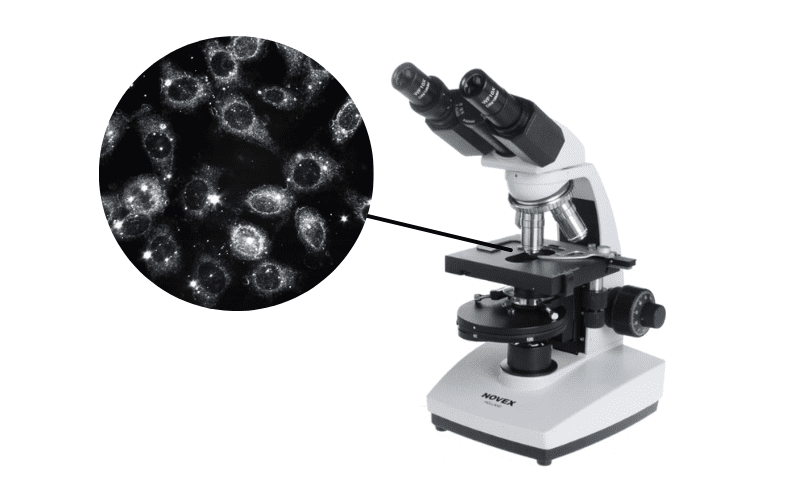 Jual Mikroskop Cahaya Jenis Dan Contoh Light Microscope Terbaik LFC